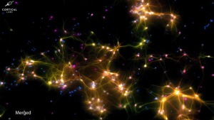 نورون‌ها درون DishBrain، که با فلورسنت